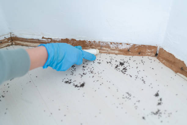 Best Ant Control Services  in Quinnipiac University, CT